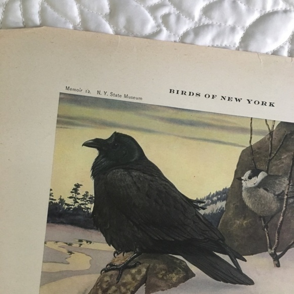 Antique Ornithological Bird Print Original Raven Canada jay - Picture 4 of 14